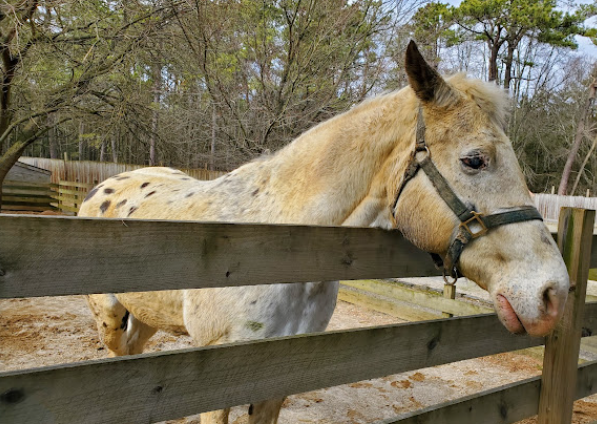 ocean-county-parkcornpark-zoo-horse-photo