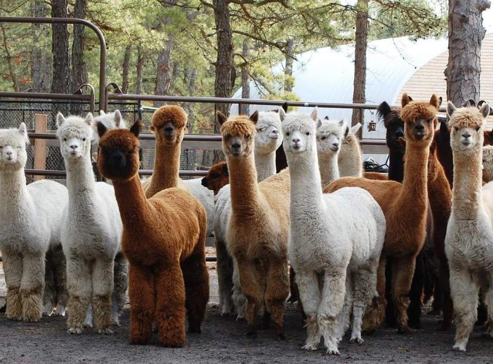 Out of Sight Alpacas in Ocean County