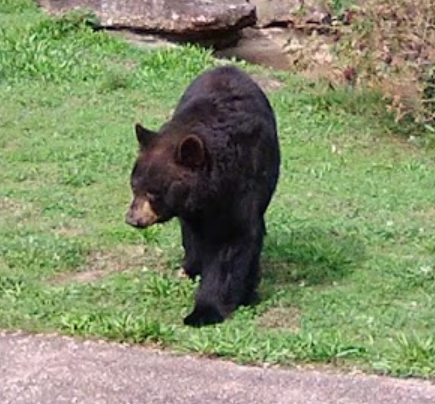 popcorn-park-zoo-bear-photo