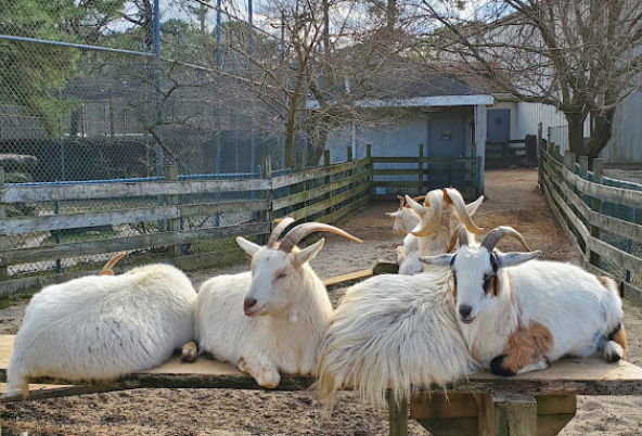 popcorn-park-zoo-goats